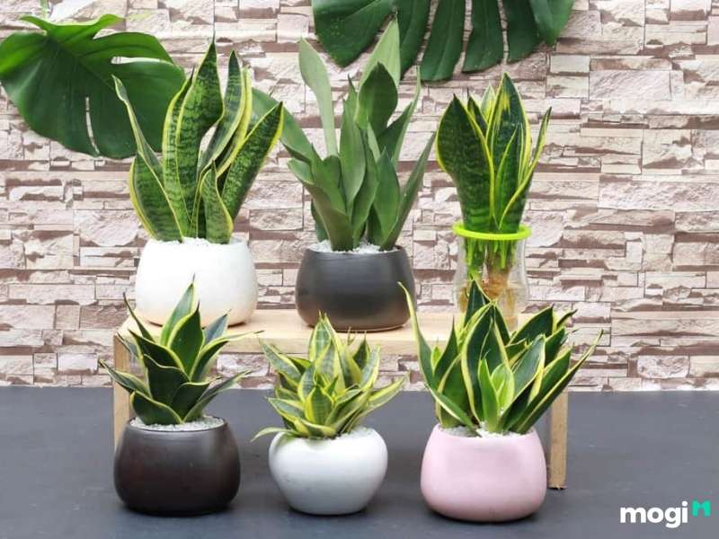 Cây trồng trong nhà không cần ánh sáng