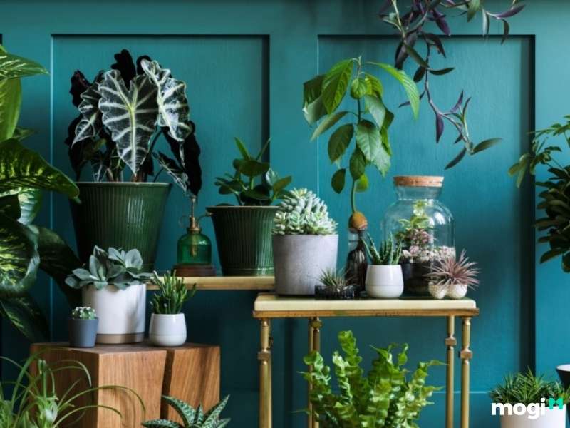 Cây trồng trong nhà không cần ánh sáng