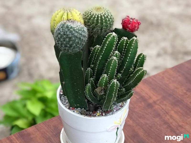 Cây trồng trong nhà không cần ánh sáng