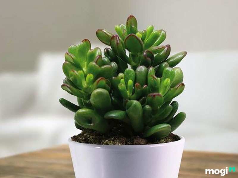 Cây trồng trong nhà không cần ánh sáng