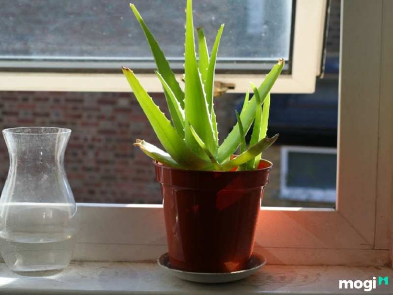 Cây trồng trong nhà không cần ánh sáng