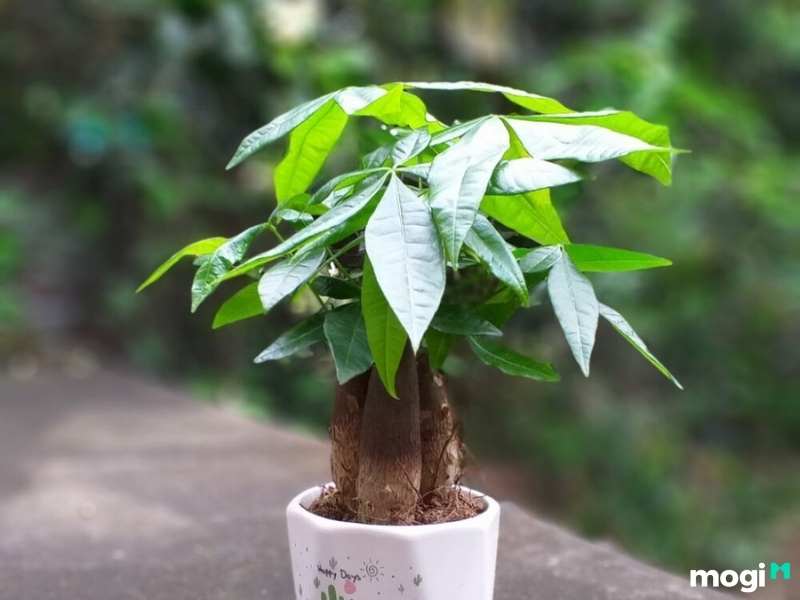 Cây trồng trong nhà không cần ánh sáng