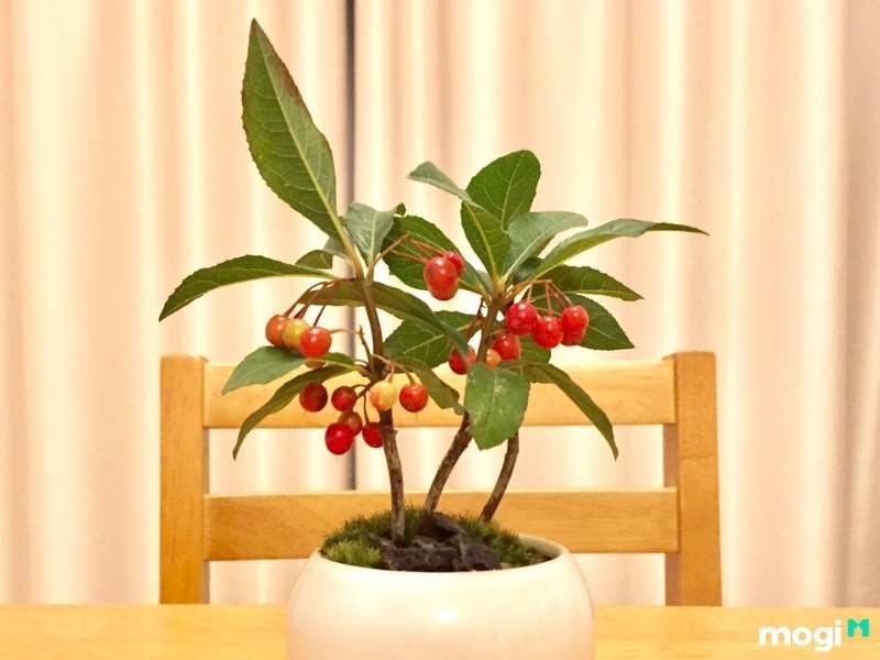 Cây trồng trong nhà không cần ánh sáng