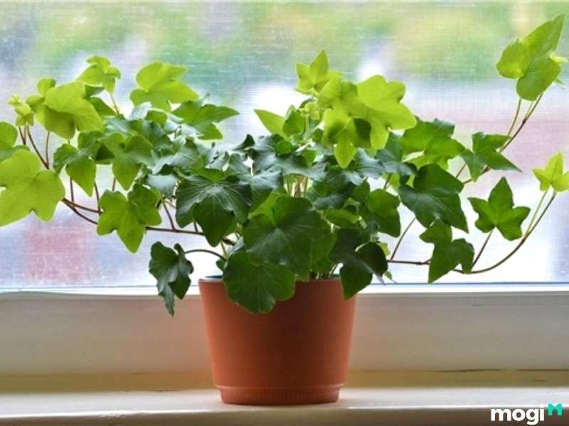 Cây trồng trong nhà không cần ánh sáng