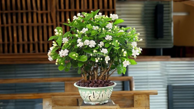 Nhài Tây có hoa trắng hương thơm mạnh 