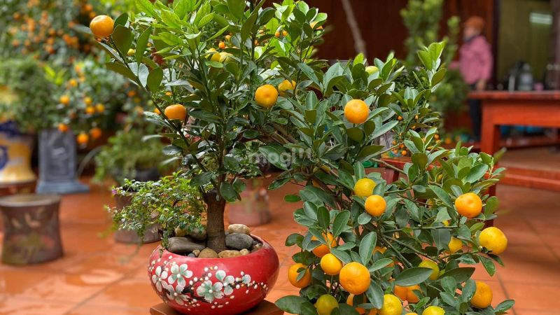 Họ Cam Quýt có tác dụng đuổi muỗi