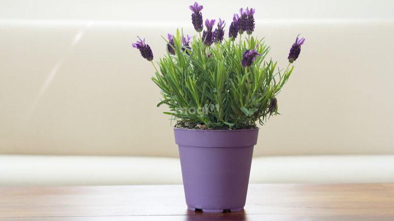 Hoa oải hương thường dùng làm hương liệu