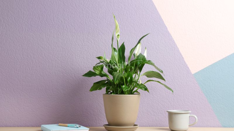 Công dụng của Vỹ Hoa Trắng