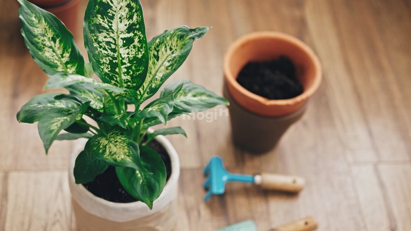 Cây Vạn Niên thanh là cây phổ biến Việt Nam 