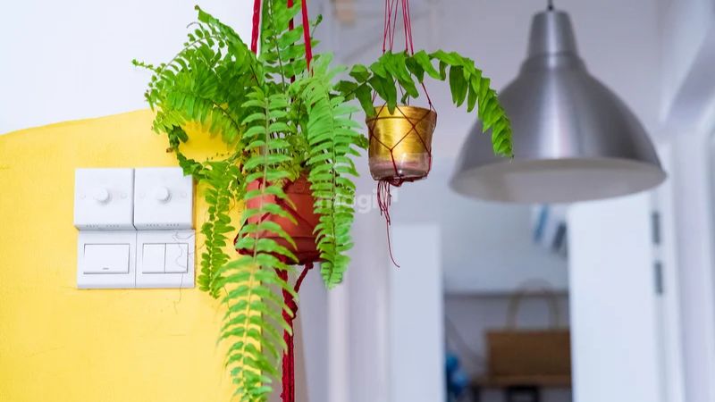 Cây dương xỉ trồng trong phòng ngủ 