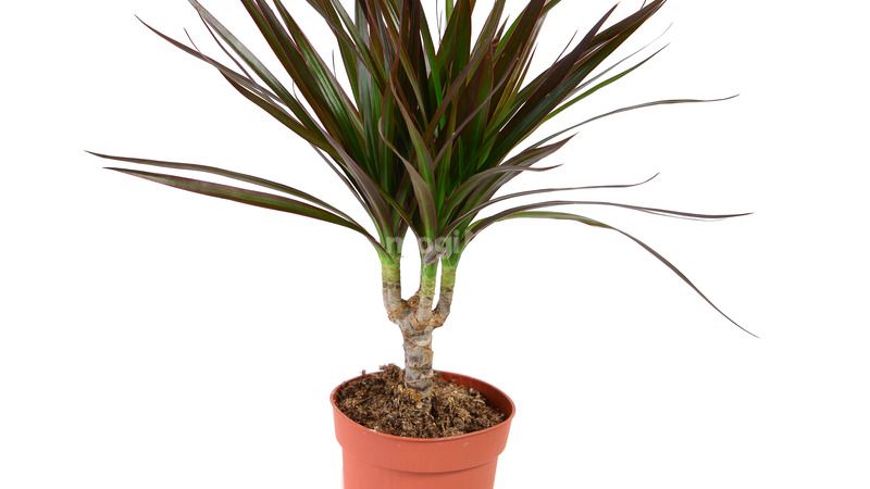 Cây Phất Dụ có vẻ đẹp độc đáo 