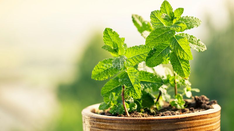 Bạc Hà có hương rất thơm