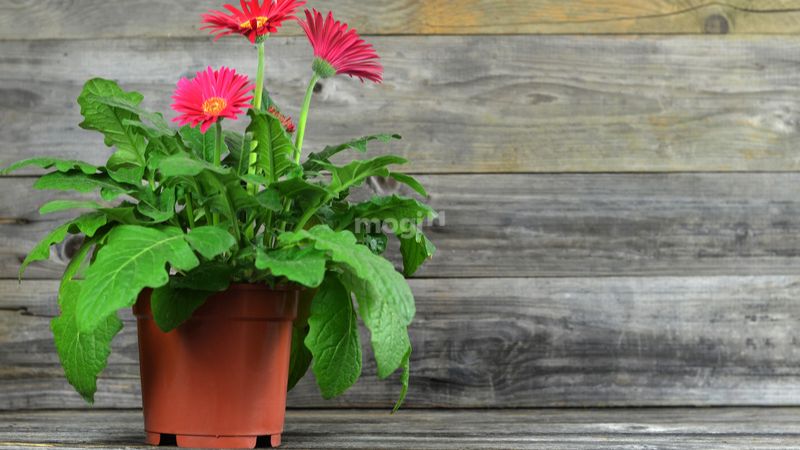 Cúc đồng tiền sặc sỡ