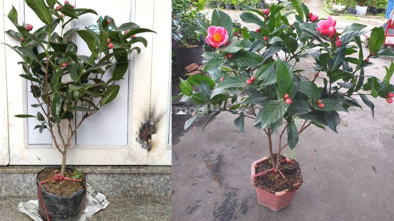 Hoa Hải đường có hương thơm tự nhiên 