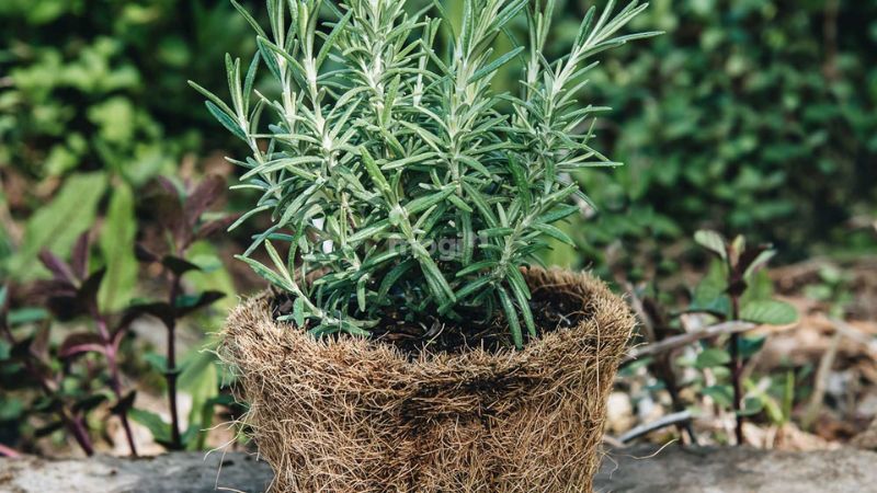 cây trồng trong nhà giúp đuổi muỗi 