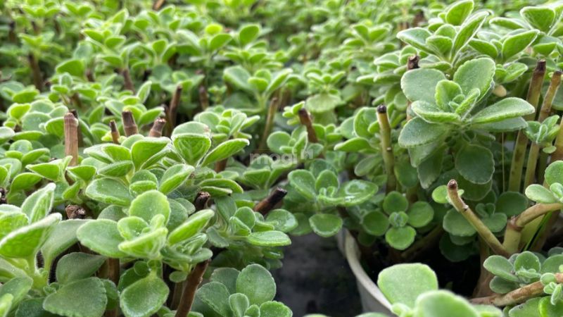 Nhất Mạt Hương là cây Sen Thơm