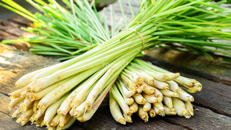 Cây sả nên được trồng ở hàng rào 