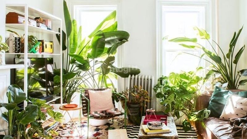 tác dụng cây trồng trong phòng ngủ