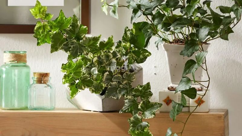 Cây thường xuân ở châu âu