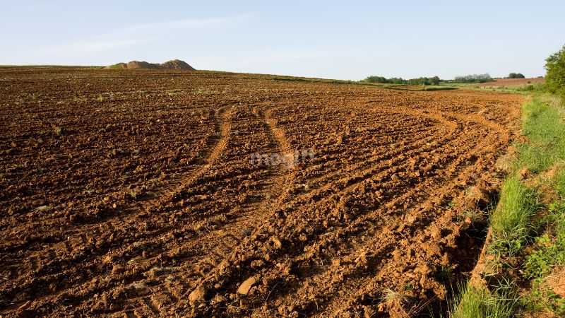 Người mệnh Thổ trồng cây rất tốt