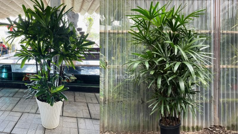 Cây trúc mây làm cảnh