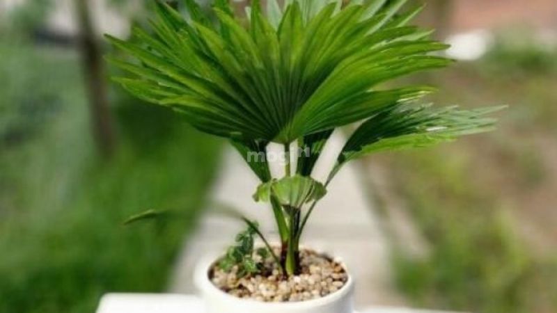 Cọ lá tre nên trồng trong phòng 