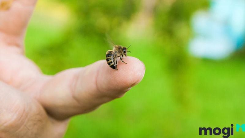 Bị Ong Đốt Là Điềm Gì? Luận Giải Ý Nghĩa Từng Trường Hợp Bị Ong Đốt 3 bị ong đốt là điềm báo gì