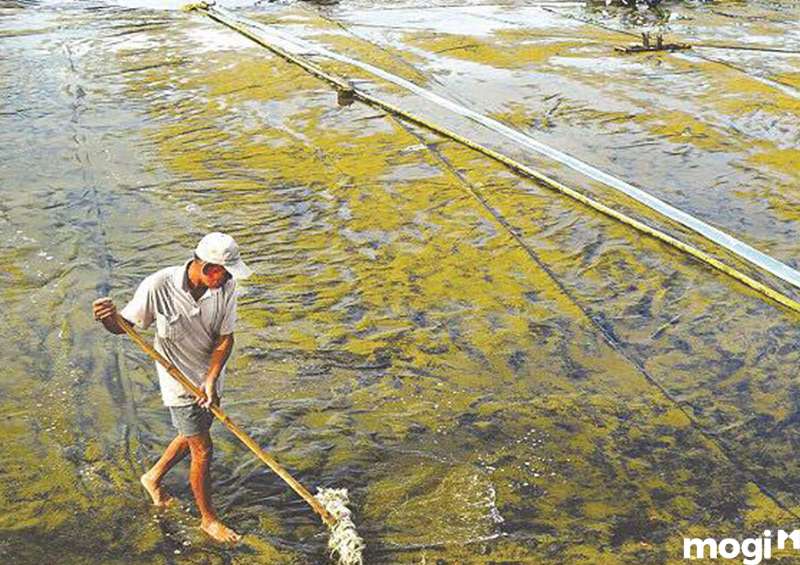 Đất chua là gì? Biện pháp cải tạo đất chua