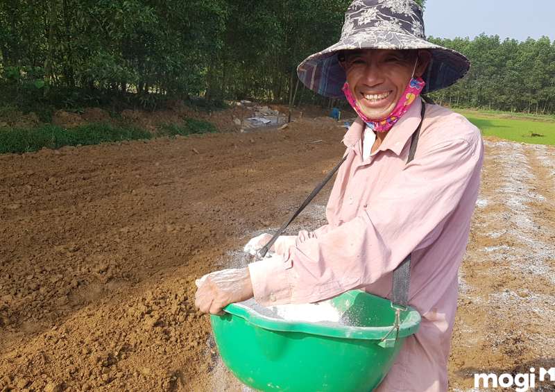 Biện pháp cải tạo đất chua bằng vôi cần đúng kỹ thuật