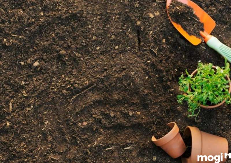 Ảnh hưởng của đất chua đối với cây trồng và biện pháp cải tạo đất chua