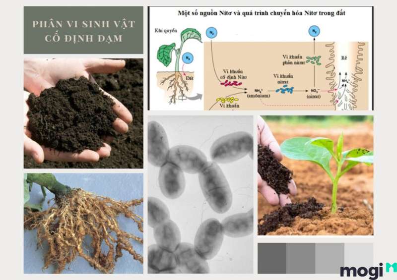 Ảnh hưởng của đất chua đến vi sinh vật và biện pháp cải thiện đất chua