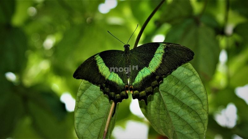 Bướm xanh lá cây bay vào nhà là điềm gì?