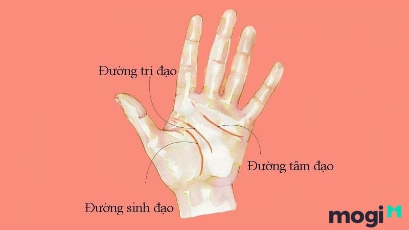 Cách Xem Chỉ Tay Tại Nhà Cực Đơn Giản, Chính Xác Và Hiệu Quả 32 Một số câu hỏi liên quan đến cách xem chỉ tay