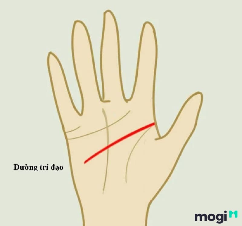 Cách Xem Chỉ Tay Tại Nhà Cực Đơn Giản, Chính Xác Và Hiệu Quả 7 Vị trí đường trí đạo ở nữ giới