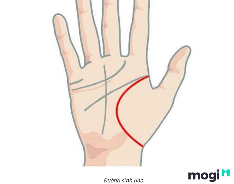 Cách Xem Chỉ Tay Tại Nhà Cực Đơn Giản, Chính Xác Và Hiệu Quả 11 Vị trí đường sinh đạo liên quan đến sức khỏe của bạn