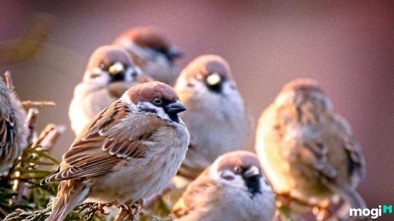 Chim Bay Vào Nhà Là Điềm Gì? Loài Nào Mang Tin Tốt - Tin Xấu? 1 Chim bay vào nhà là điềm gì?