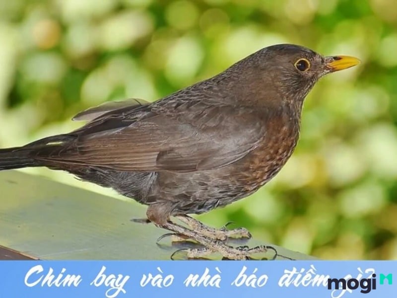 Chim Đen Bay Vào Nhà Là Điềm Cát Hay Hung, Cần Phải Làm Gì, Hóa Giải Thế Nào? 1 chim đen bay vào nhà