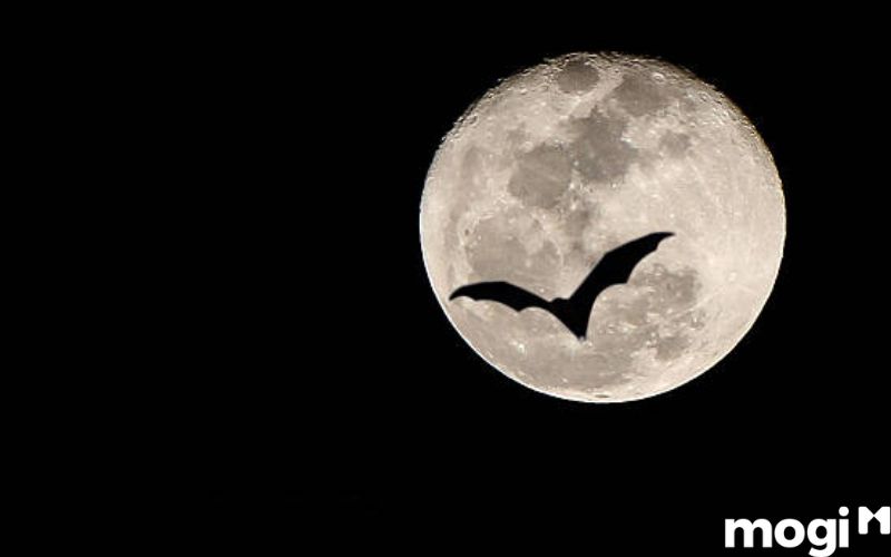 dơi bay vào nhà ngày rằm