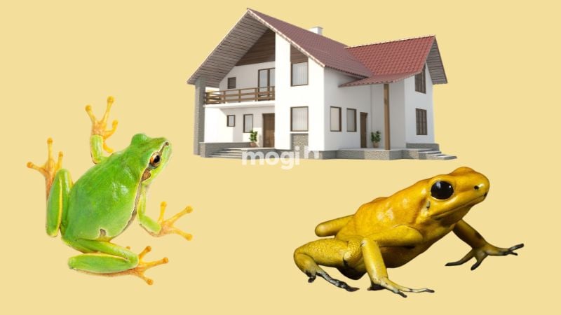 Ếch vào nhà là điềm gì? Giải mã hiện tượng ếch vào nhà 2 Dựa vào màu sắc, hoàn cảnh