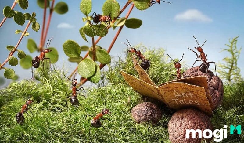 Kiến Đen Vào Nhà Là Điềm Báo Gì? Điềm Tốt Hay Xấu? Cách Trị Kiến Vào Nhà Hiệu Quả 1 Giới thiệu sơ lược về loài kiến