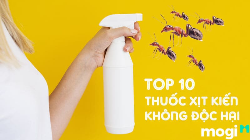 Kiến Đen Vào Nhà Là Điềm Báo Gì? Điềm Tốt Hay Xấu? Cách Trị Kiến Vào Nhà Hiệu Quả 12 Cách trị kiến cánh bay vào nhà