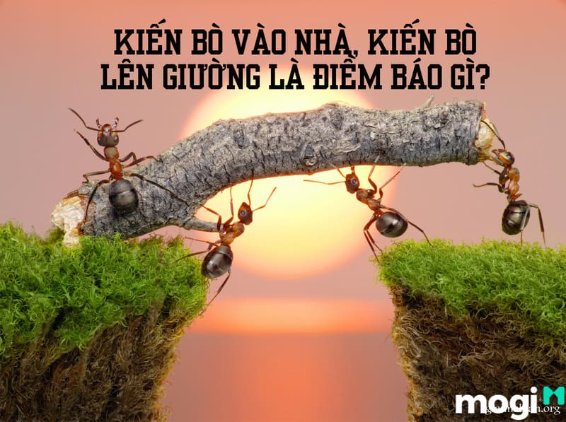 Kiến Đen Vào Nhà Là Điềm Báo Gì? Điềm Tốt Hay Xấu? Cách Trị Kiến Vào Nhà Hiệu Quả 15 Kiến bò vào nhà, kiến bò lên giường là điềm báo là gì?