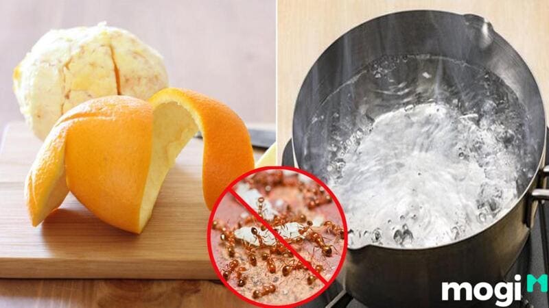 Kiến Đen Vào Nhà Là Điềm Báo Gì? Điềm Tốt Hay Xấu? Cách Trị Kiến Vào Nhà Hiệu Quả 17 Thấy kiến bò theo đàn bu vào thức ăn
