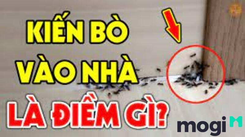 Kiến Đen Vào Nhà Là Điềm Báo Gì? Điềm Tốt Hay Xấu? Cách Trị Kiến Vào Nhà Hiệu Quả 4 Kiến đen vào nhà là điềm tốt hay điềm xấu?