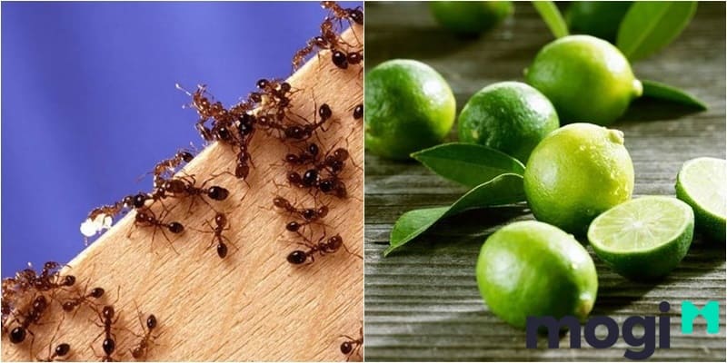 Kiến Đen Vào Nhà Là Điềm Báo Gì? Điềm Tốt Hay Xấu? Cách Trị Kiến Vào Nhà Hiệu Quả 9 Cách trị kiến vào nhà vô cùng hiệu quả