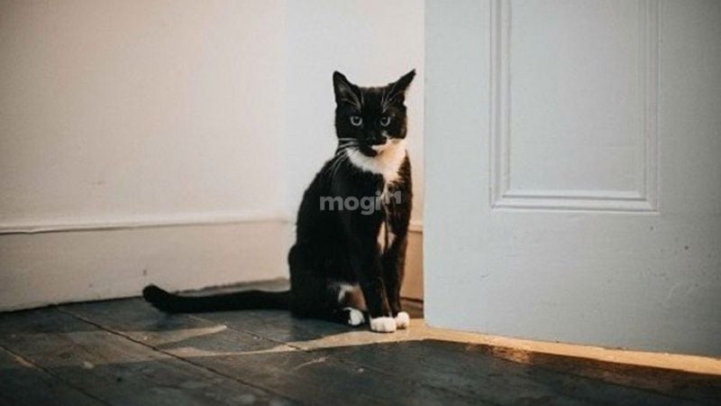 Mèo đen trắng vào nhà có điềm gì?
