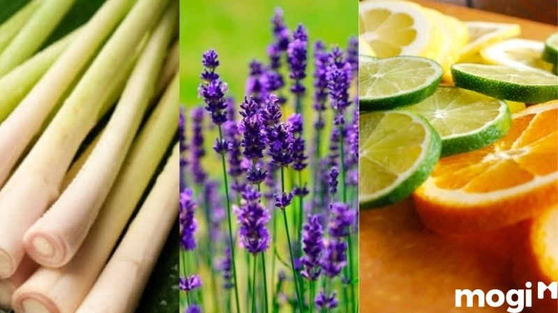 cách đuổi mèo ra khỏi nhà