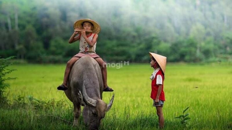 Mơ thấy trâu là điềm lành hay dữ?