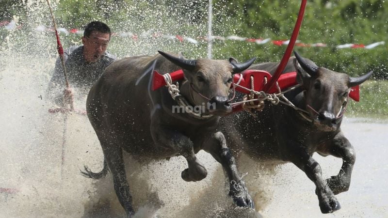 mơ thấy trâu chạy