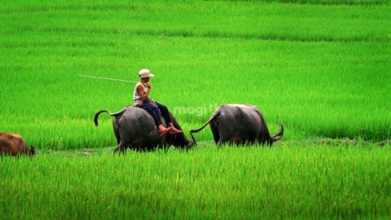 mơ thấy mình đang cưỡi trâu